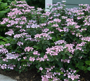 Tiny Tuff Stuff™ Mountain Hydrangea (HYDRANGEA S TINY TUFF STUFF)