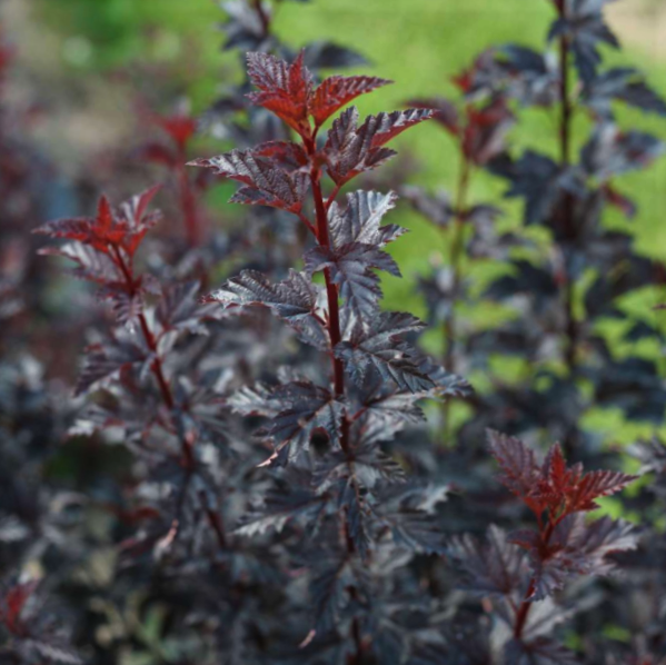 Summer Wine® Black Ninebark (PHYSOCARPUS O. SMR WINE® BLACK)