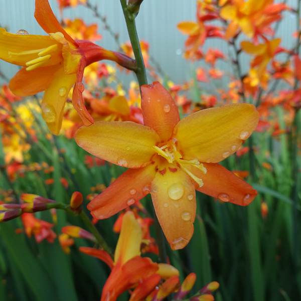 Orange Pekoe Montbretia (CROCOSMIA X ORANGE PEKOE)