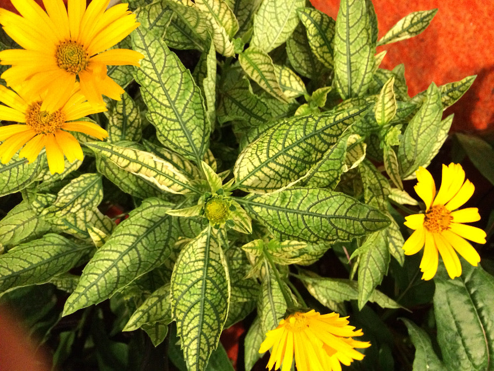 Sunstruck False Sunflower (HELIOPSIS H. SUNSTRUCK)