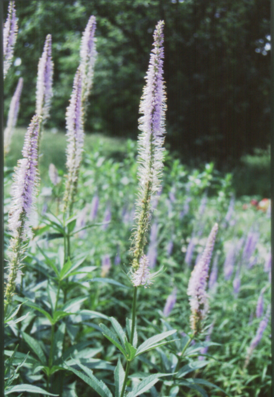 Culver's Root (VERONICASTRUM VIRGINICUM)