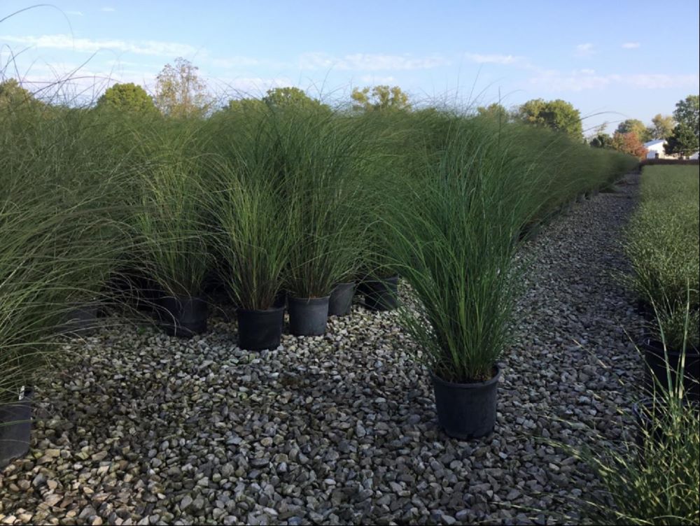 Scout Maiden Grass (GRASS - M. S. SCOUT)
