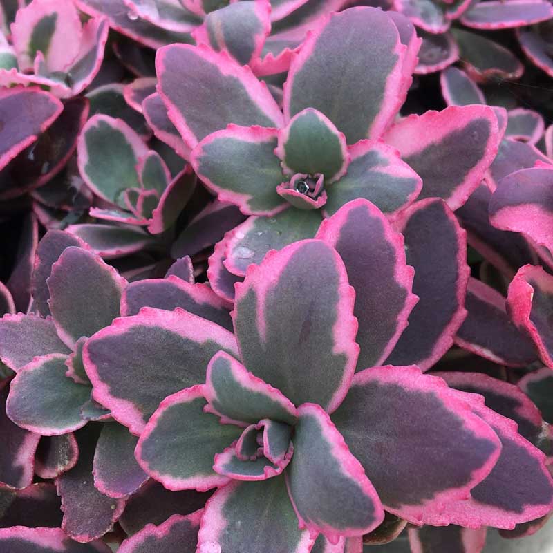 SunSparkler® Dream Dazzler Stonecrop (SEDUM DREAM DAZZLER)