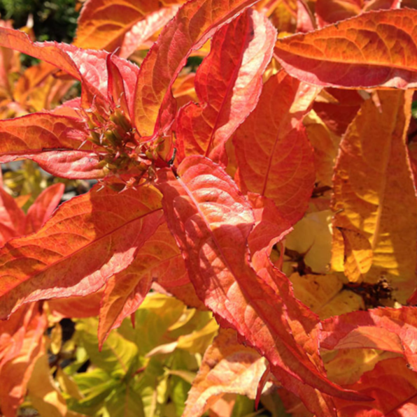 Kodiak® Orange Honeysuckle (DIERVILLA S. KODIAK® ORANGE)