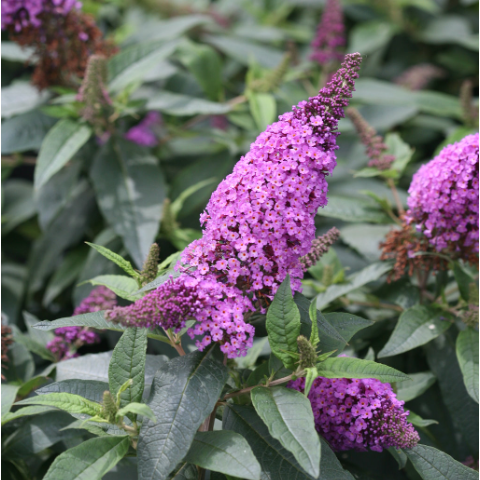 Pugster Periwinkle® Butterfly Bush (BUDDLEIA PUGSTER PERIWINKLE)