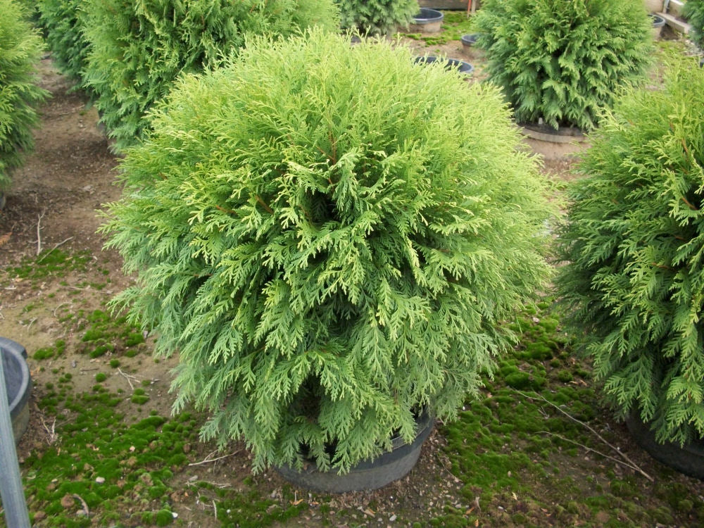 Globe Arborvitae (THUJA OCC. WOODWARDII)