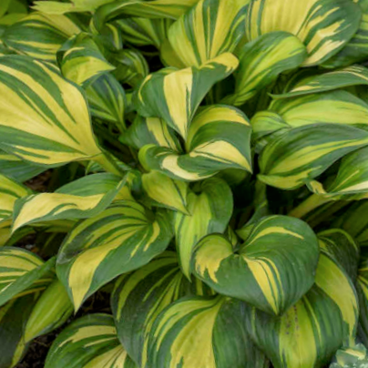 Hosta Rainbows End (HOSTA RAINBOWS END)