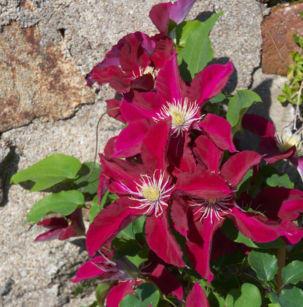 Elpis™ Clematis (CLEMATIS ELPIS)