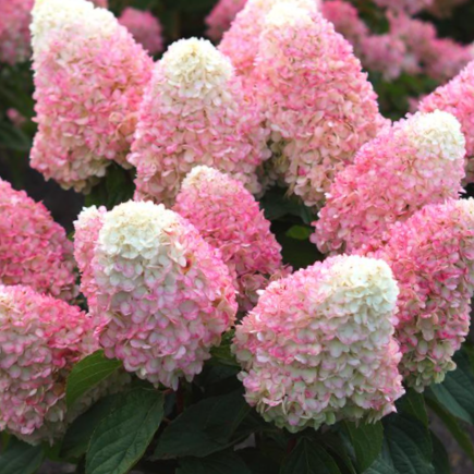 WorryFree® Love-A-Lot™ Pink Hydrangea (HYDRANGEA P LOVE-A-LOT PINK RP10)