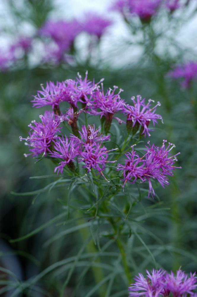 Iron Butterfly Narrow-leaf Ironweed (VERNONIA L. IRON BUTTERFLY)