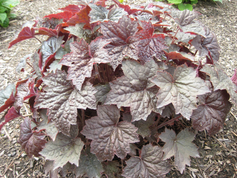 Palace Purple Coral Bells (HEUCHERA PALACE PURPLE)