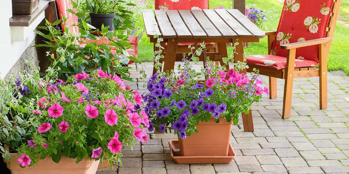 Planted containers add instant color and beauty to your outdoor spaces.