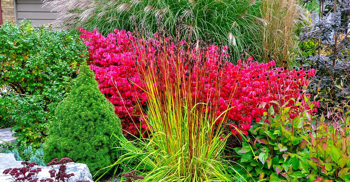 Fall Shrubs for Your Zone 7 Yard and Garden