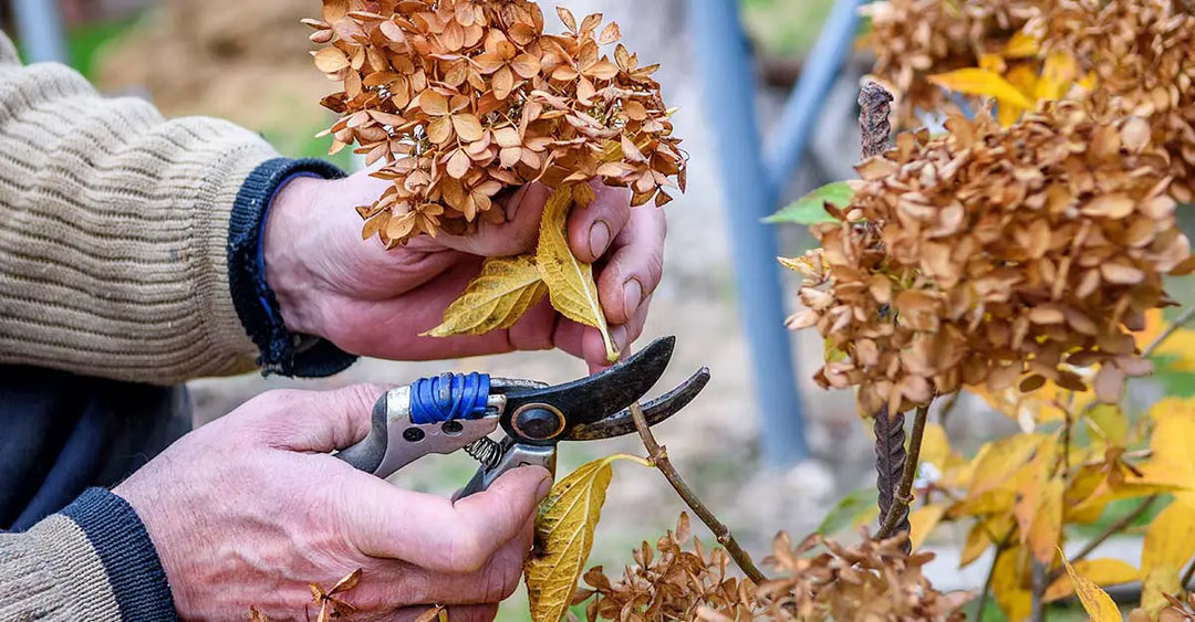 Pruning hydrangeas in the fall