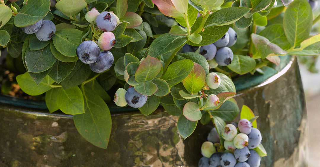 It's easy to grow blueberries!