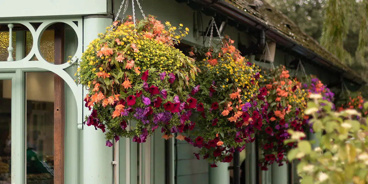 Best Plants for Hanging Baskets