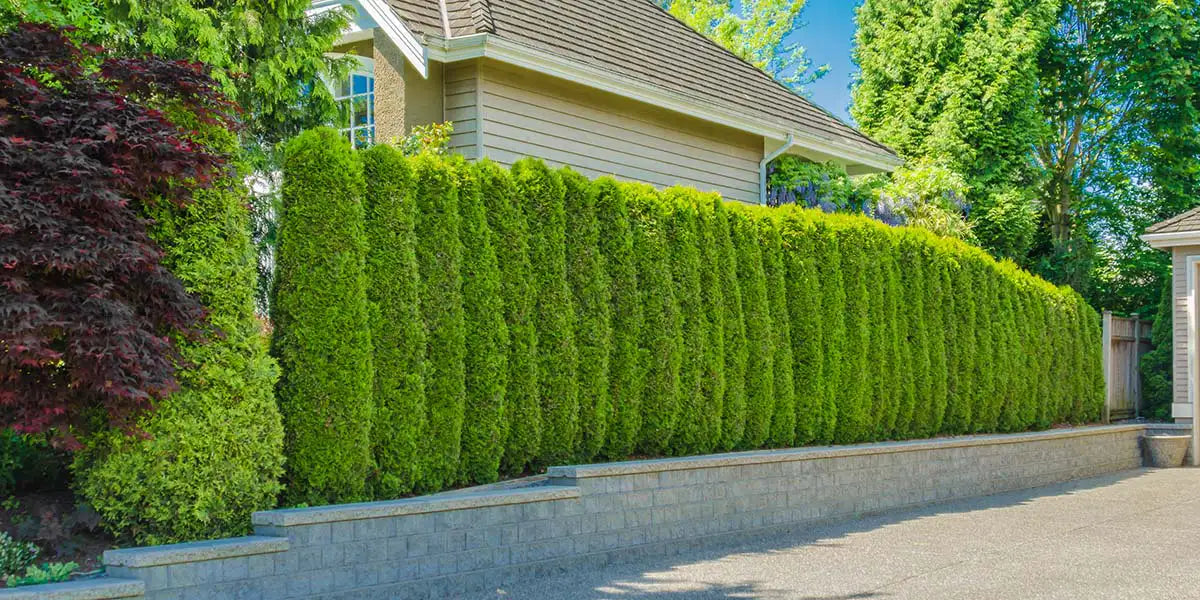 Living Fences