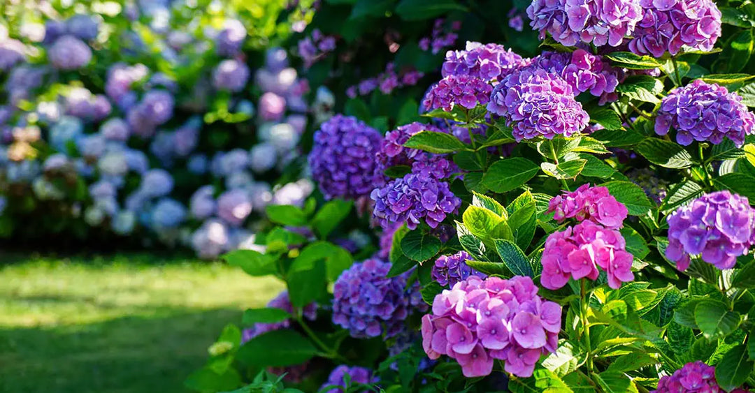 Hydrangea Low Maintenance Shrub
