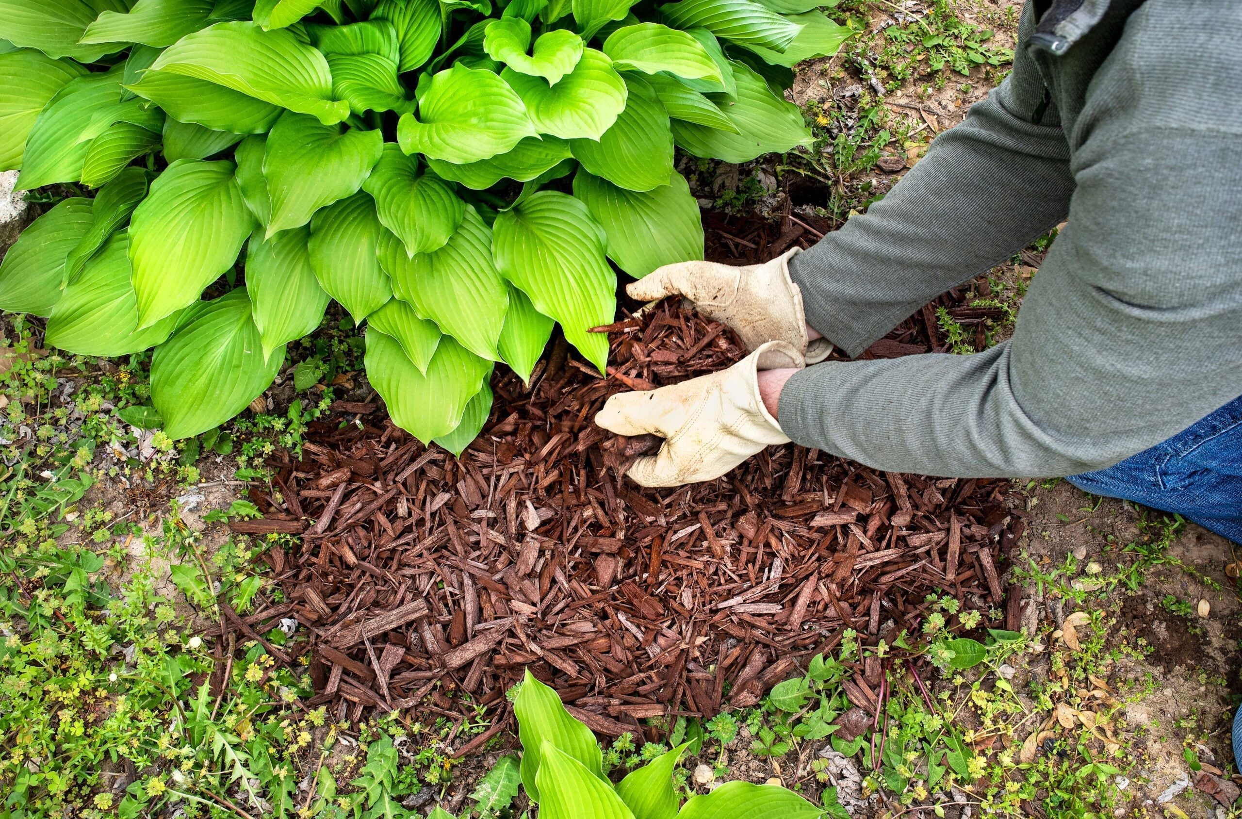 Mulch Techniques
