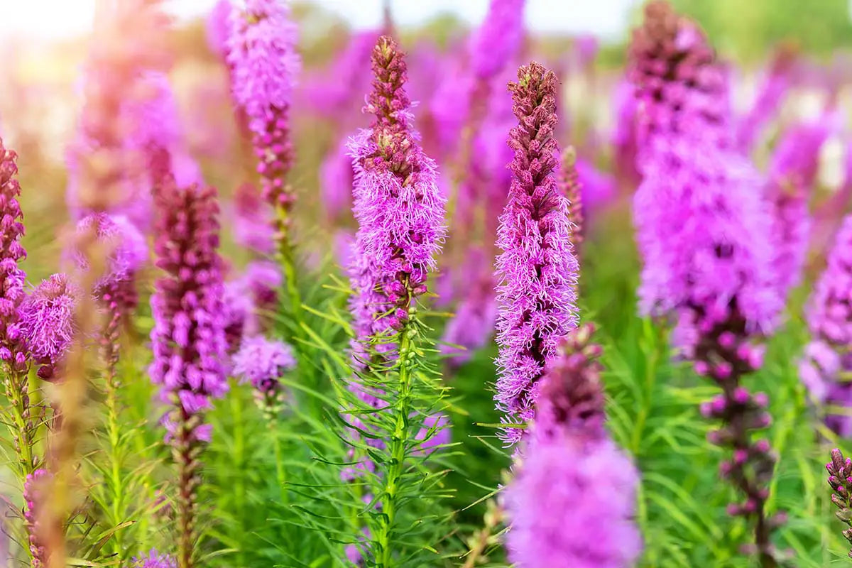 Virginia Native Plant Liatris