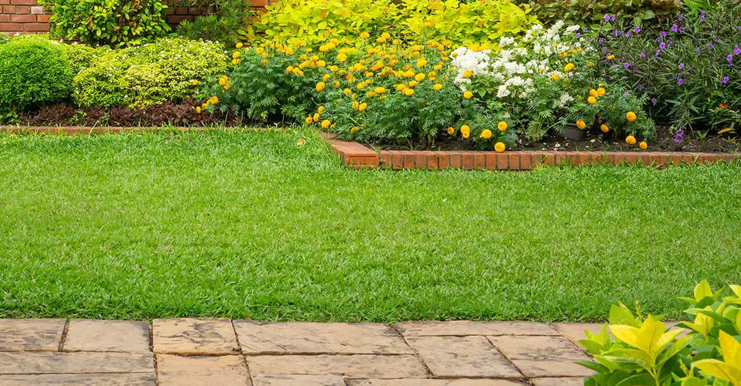 Organic Lawn Care Tips