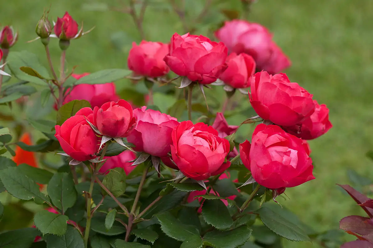 Proven Winners' Oso Easy Double Red Rose