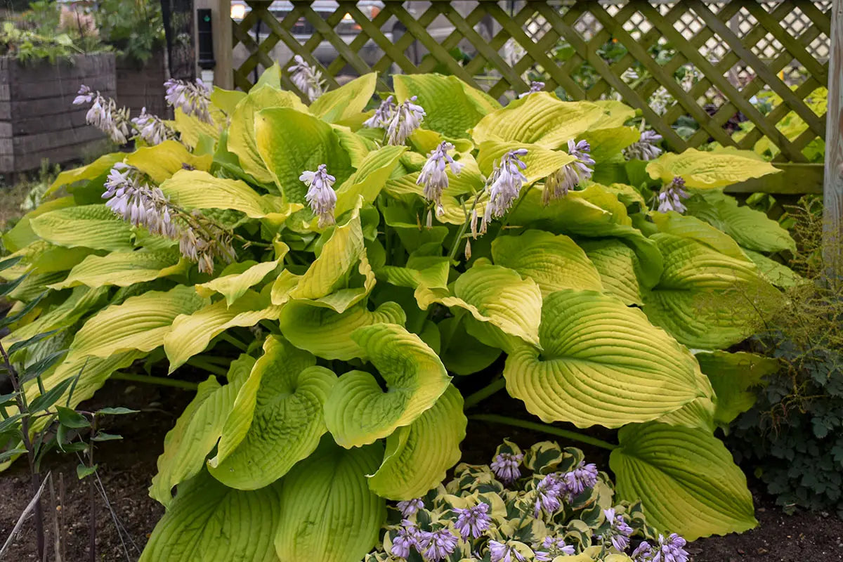Proven Winners’ Shadowland® Coast to Coast Hosta