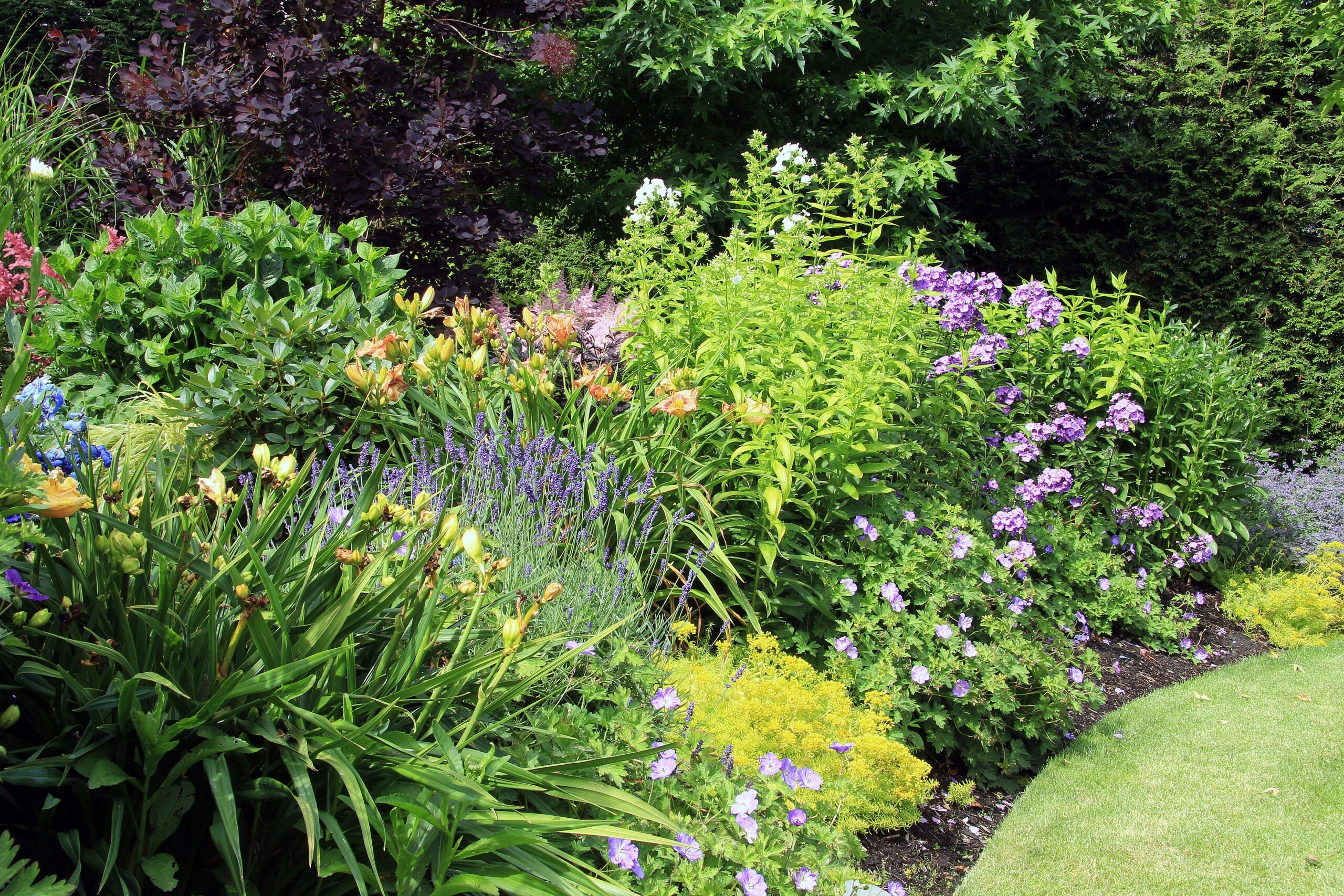 Perennial,Flower,Bed,In,Summer.
