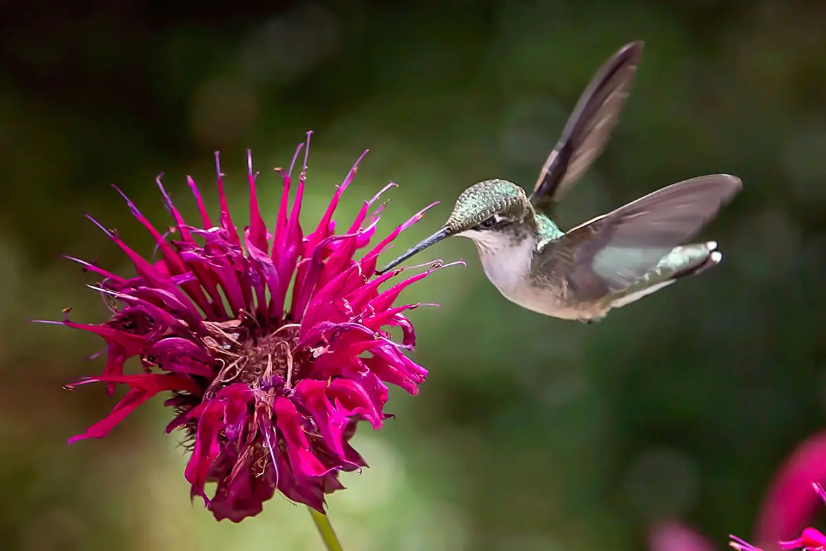 The Perfect Match: Plants and Their Pollinators