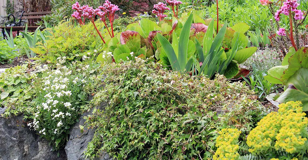 Rock Garden Inspiration