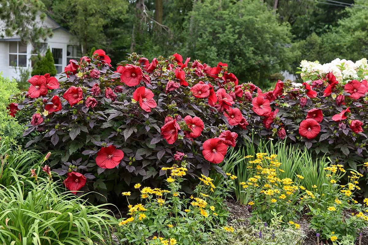 Proven Winners’ Summerific® “Holy Grail” Rose Mallow