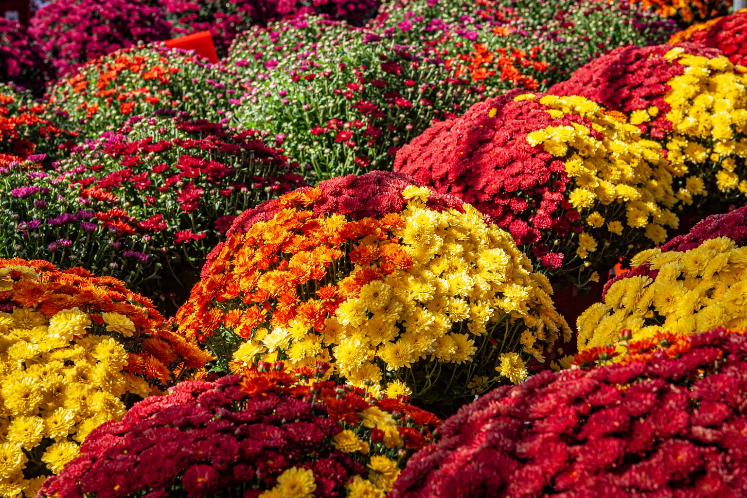 How to Care for Potted Mums After They Bloom