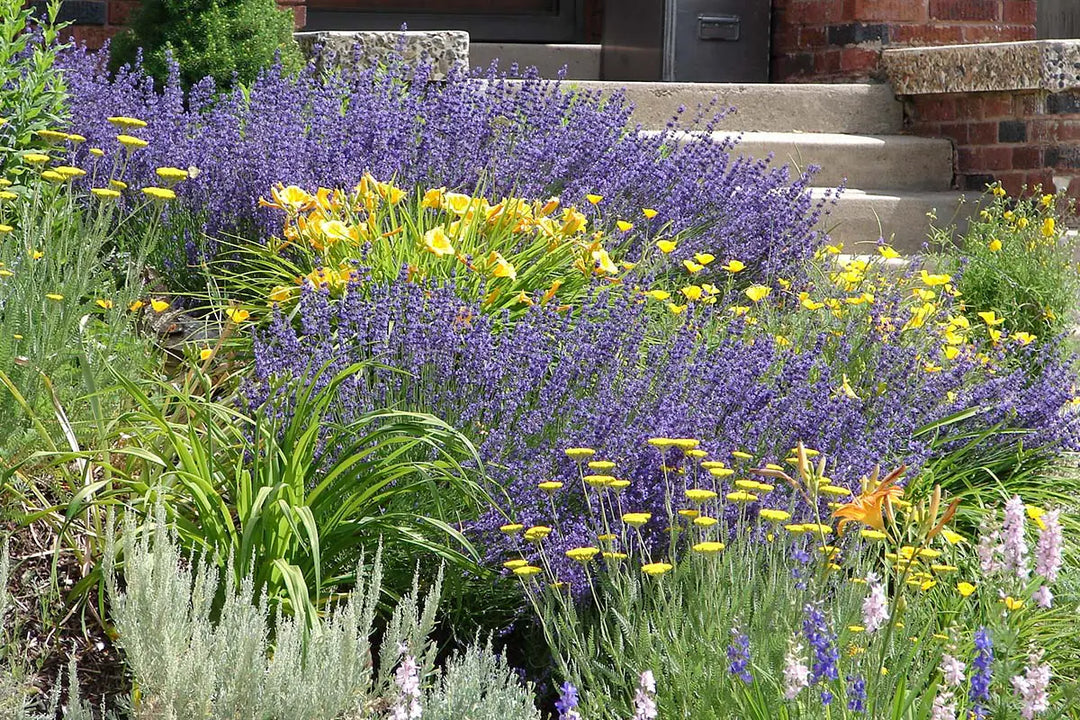 Example of Xeriscape, Drought-tolerant Garden