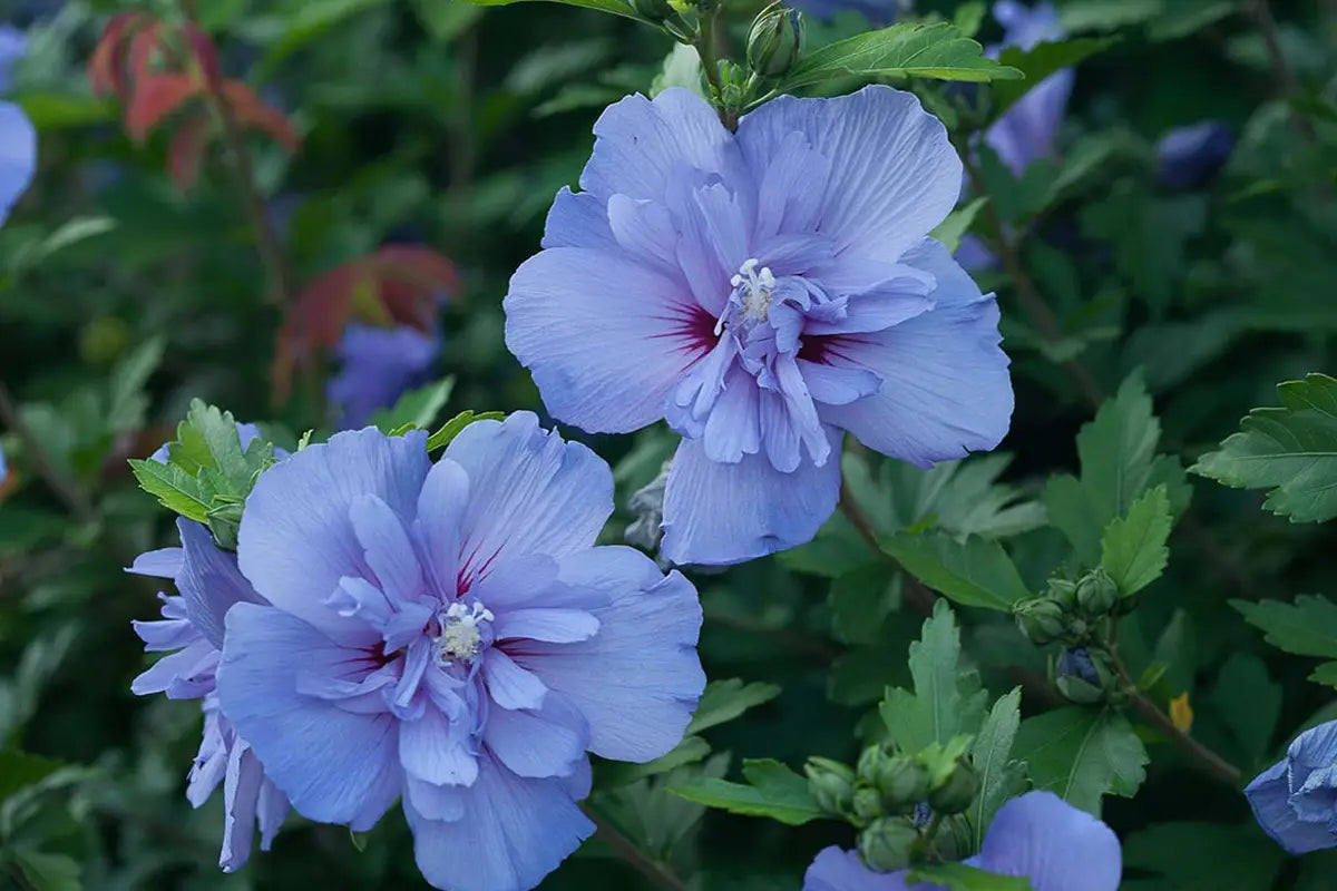 Proven Winner's Blue Chiffon® Rose of Sharon Hibiscus