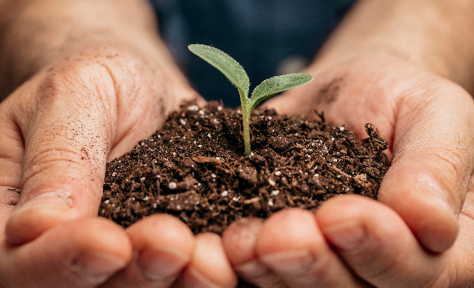 The Science of Soil: Knowing What Your Plant Needs