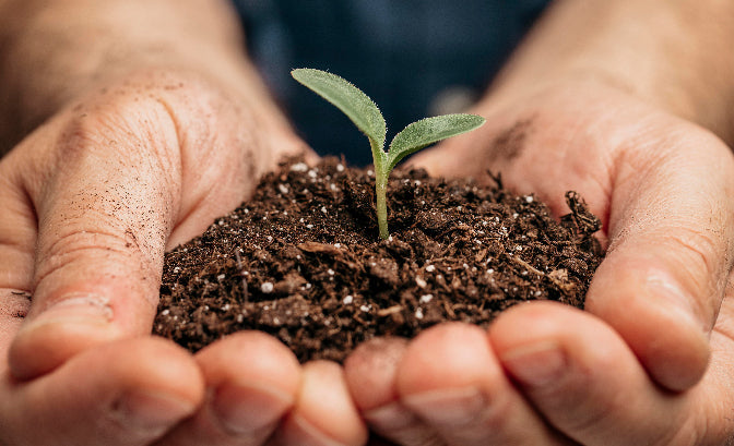 The Science of Soil: Knowing What Your Plant Needs