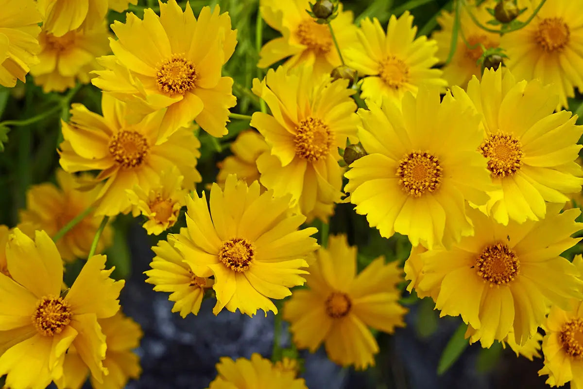 Coreopsis, North American Native Perennial