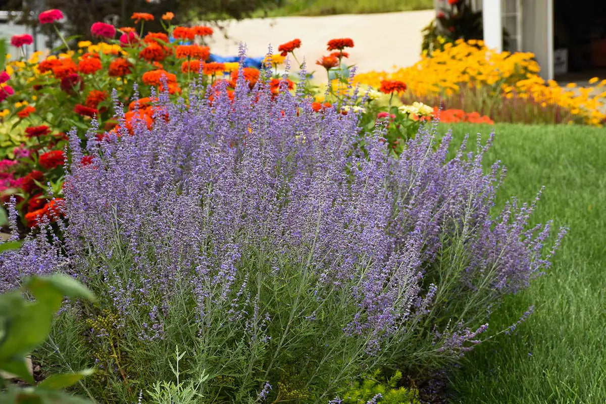 Proven Winners' Denim ‘n Lace Russian Sage
