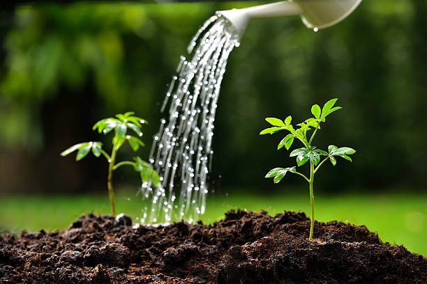 Quenching Your Plants’ Thirst: How to Properly Water Your Plants