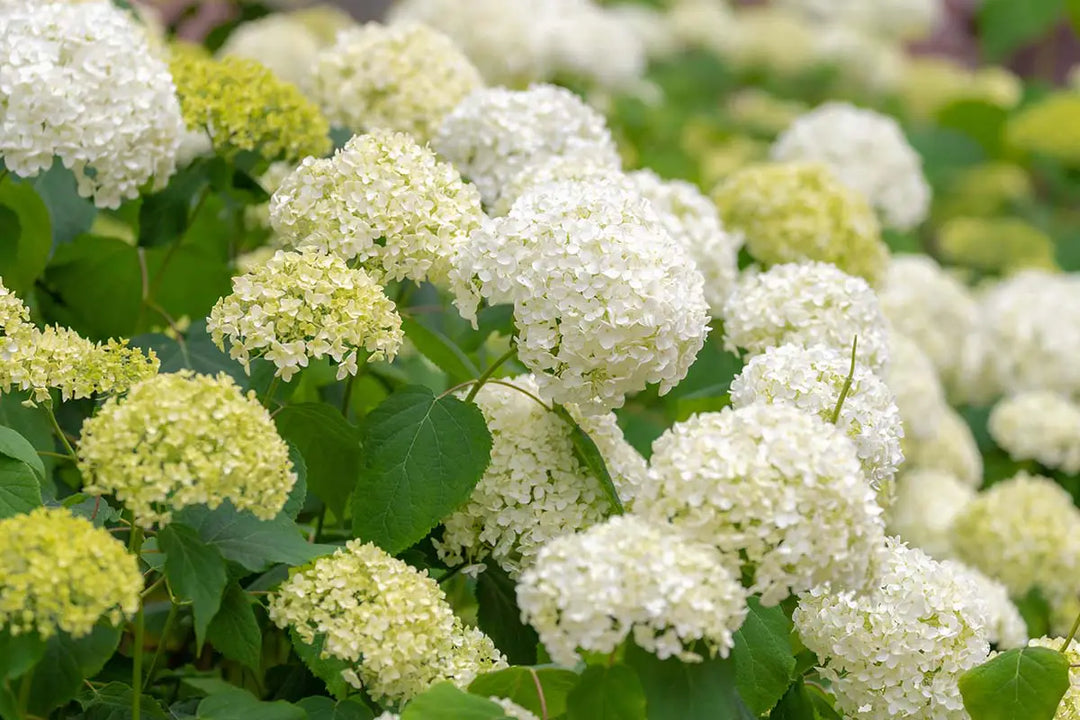 Smooth Hydrangea in bloom