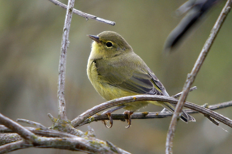 Birding
