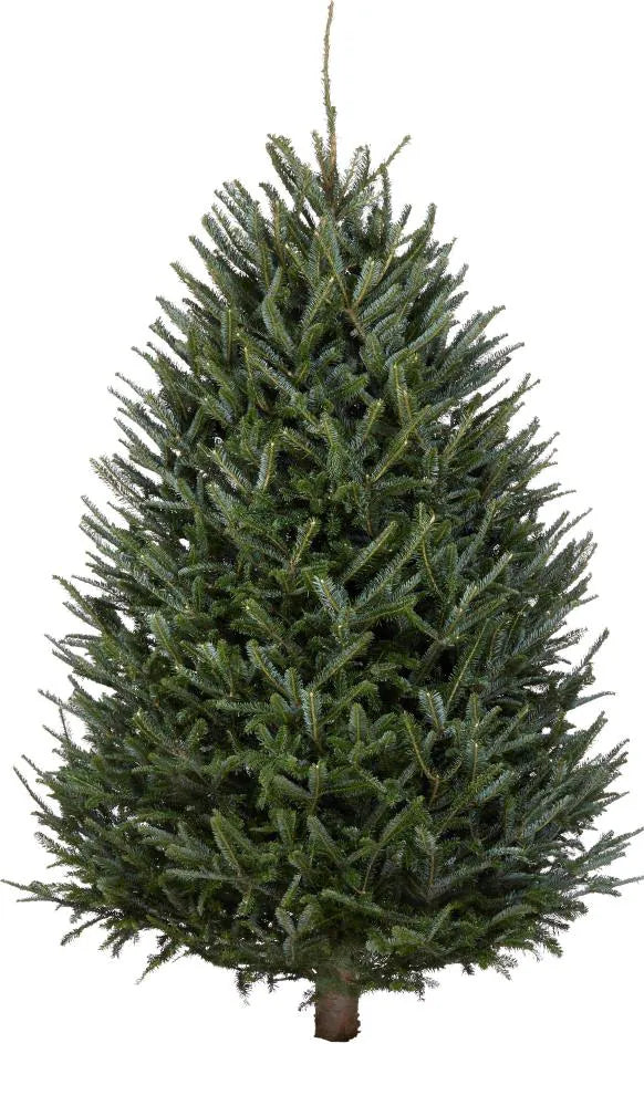 Christmas Trees