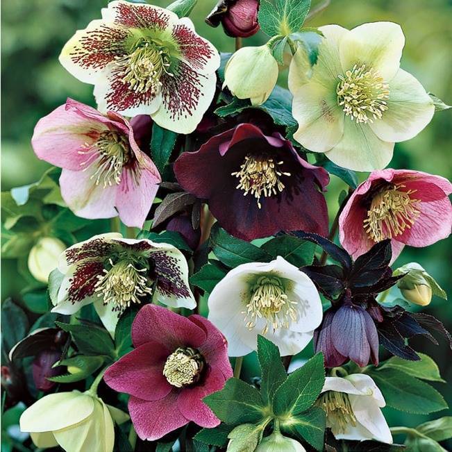 Hellebore Collection