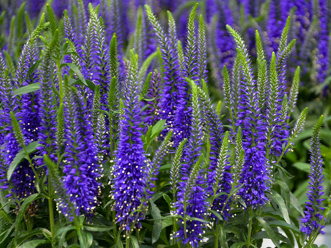 Perennial