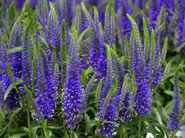 Perennial