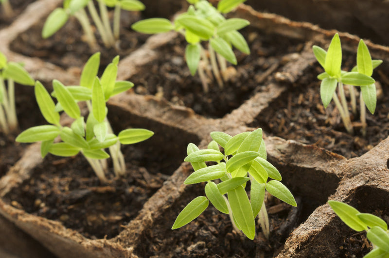 Seed Starting