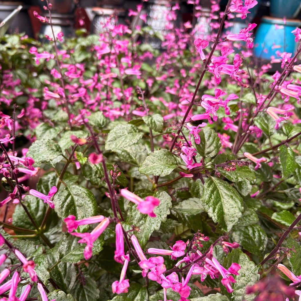 Plectranthus — Pink Blooms (Plectranthus) · 10 in.