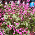 Plectranthus — Pink Blooms (Plectranthus) · 10 in.