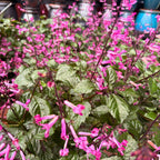 Plectranthus — Pink Blooms (Plectranthus) · 10 in.