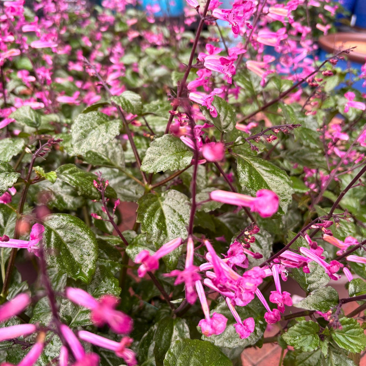 Plectranthus — Pink Blooms (Plectranthus) · 10 in.